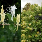 Lonicera japonica halliana / Örökzöld japán lonc